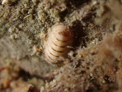 Leptochiton cancellatus