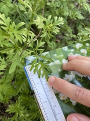 Conoclinium dissectum