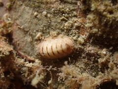 Leptochiton cancellatus