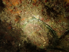 Haliotis tuberculata