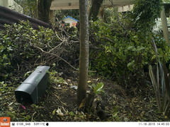 Turdus merula merula