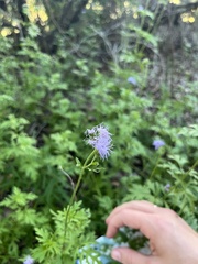 Conoclinium dissectum