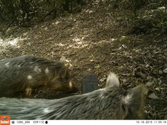 Sus scrofa domesticus