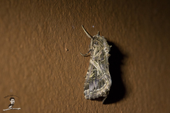 Spodoptera litura