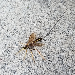 Megarhyssa nortoni