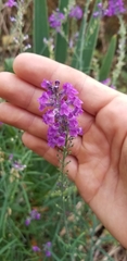 Linaria purpurea