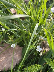 Stellaria graminea