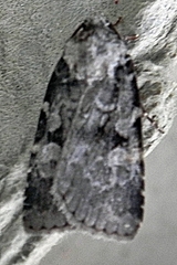 Feltia geniculata