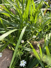Stellaria graminea