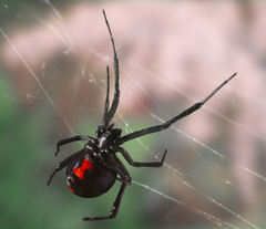 Latrodectus mactans