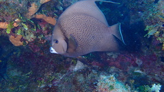 Pomacanthus arcuatus