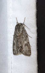 Acronicta impleta