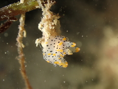 Thecacera pennigera
