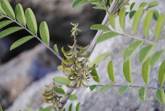 Indigofera suffruticosa