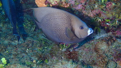 Pomacanthus arcuatus