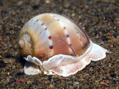 Naticarius alapapilionis