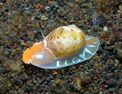 Naticarius alapapilionis