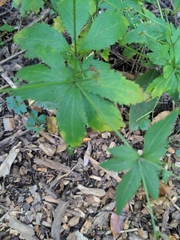 Sanicula canadensis
