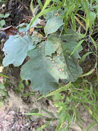 Oak Leaf Gall Midge photo 6
