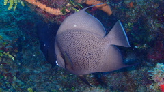 Pomacanthus arcuatus