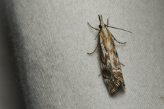Catoptria