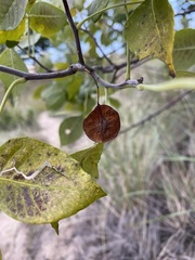 Ptelea trifoliata