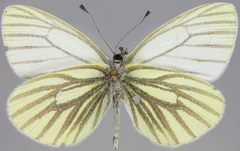 Pieris angelika
