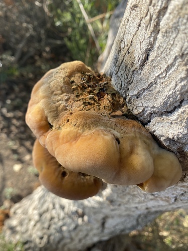 iNaturalist observation photo of Shaggy Bracket