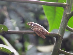 Chalcorana chalconota