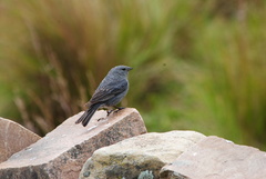 Geospizopsis unicolor