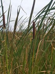 Typha angustifolia