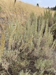 Artemisia tripartita