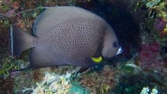 Pomacanthus arcuatus
