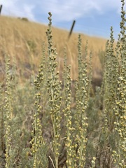 Artemisia tripartita