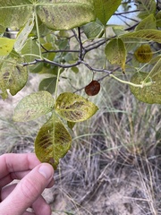 Ptelea trifoliata