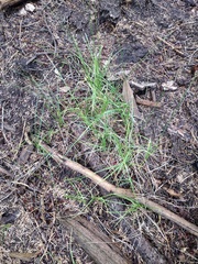 Carex fracta