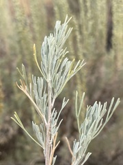 Artemisia tripartita