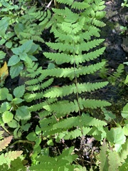 Thelypteris palustris