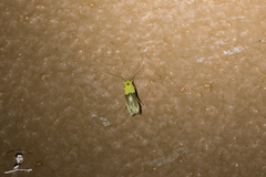 Stathmopoda auriferella