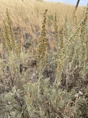 Artemisia tripartita