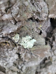 Flavoparmelia caperata