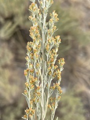 Artemisia tripartita