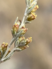 Artemisia tripartita