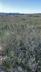 Aspalathus ternata
