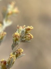 Artemisia tripartita