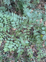 Wisteria sinensis