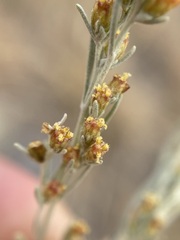 Artemisia tripartita