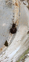 Steatoda borealis