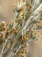Artemisia tripartita
