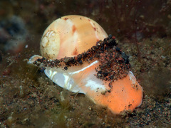 Naticarius alapapilionis